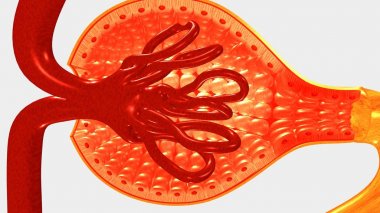 Nefron, insan böbrek parçası