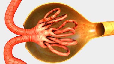 Nefron, insan böbrek parçası