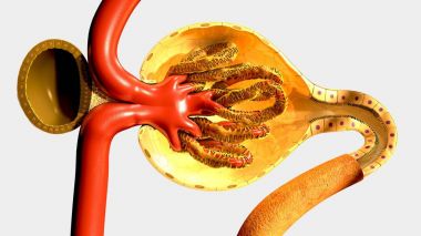 Nefron, insan böbrek parçası