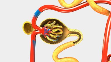 Nefron, insan böbrek parçası