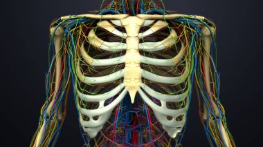 İnsan göğüs kafesi anatomisi