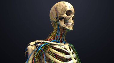 iskelet ile insan anatomisi