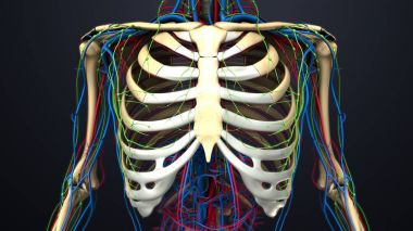 İnsan göğüs kafesi anatomisi