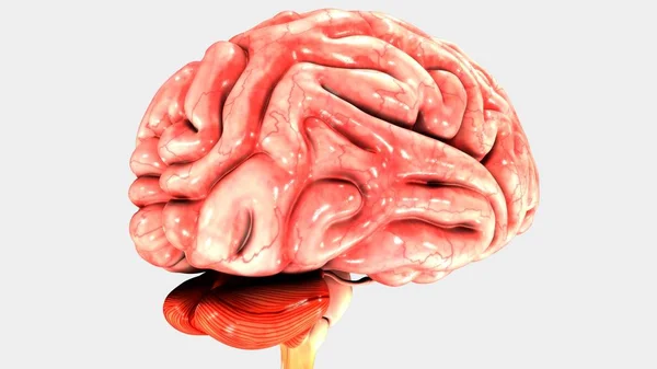 Modelo de cerebro humano — Foto de Stock