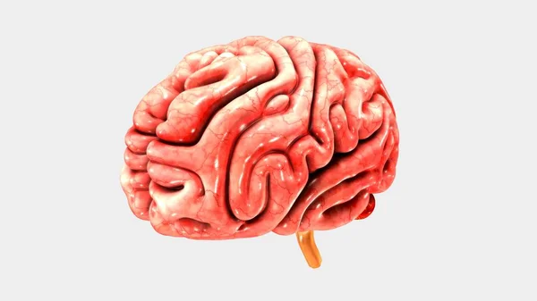 Modelo de cerebro humano —  Fotos de Stock