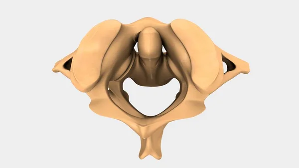 인간 자 궁 경관 척추 — 스톡 사진