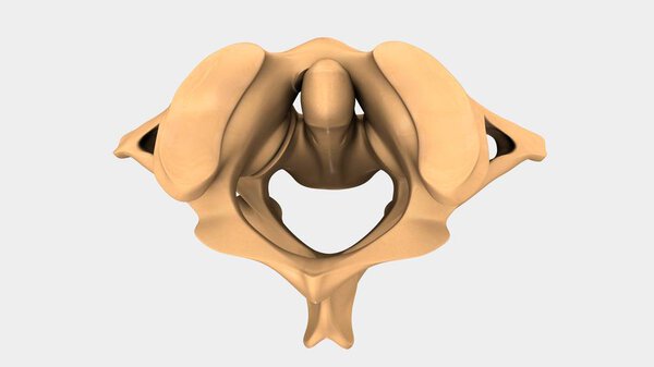 Human Cervical Vertebra