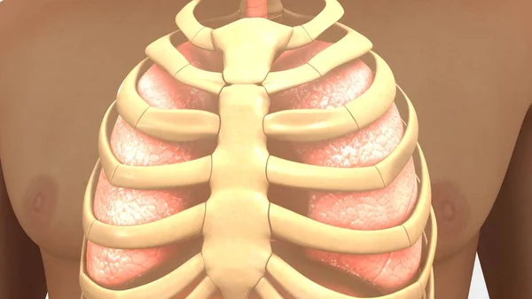 폐와 흉 곽 — 스톡 사진