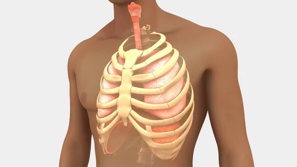 Ludzkie płuca i klatki piersiowej — Zdjęcie stockowe