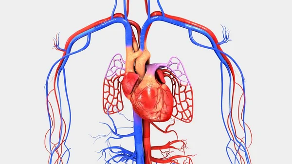 인간의 심장 근육 — 스톡 사진