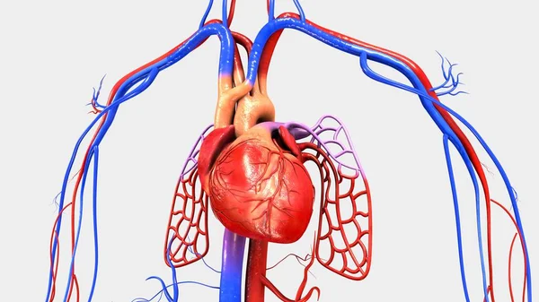 Mänskliga hjärtat muskler — Stockfoto