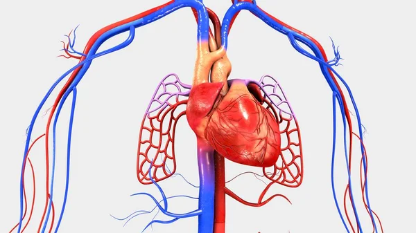 Muscle cardiaque humain — Photo