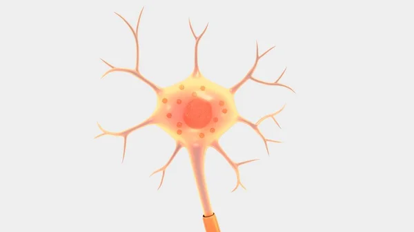人神经元马达 — 图库照片