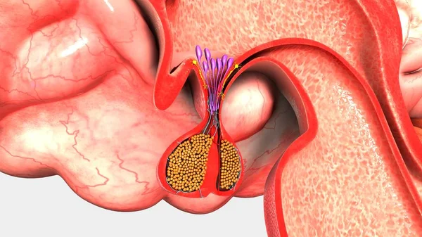 Human Pituitary Gland — Stock Photo, Image