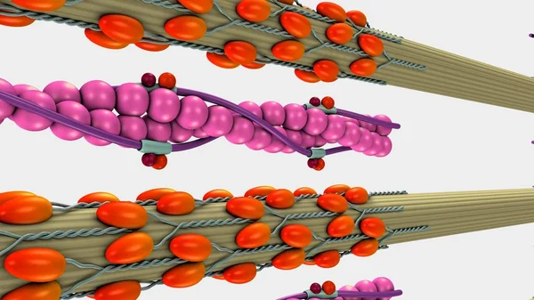 Human Muscle Contraction — Stock Photo, Image