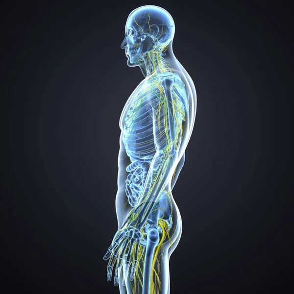 Nervous system and lymph nodes — Stock Photo, Image