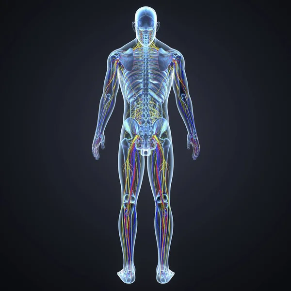 Nervous system with lymph nodes