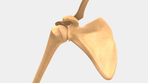 İnsan synovial eklemlerin — Stok fotoğraf