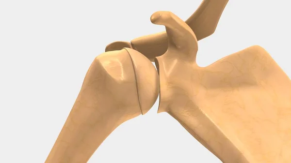 인간의 활 액 관절 — 스톡 사진