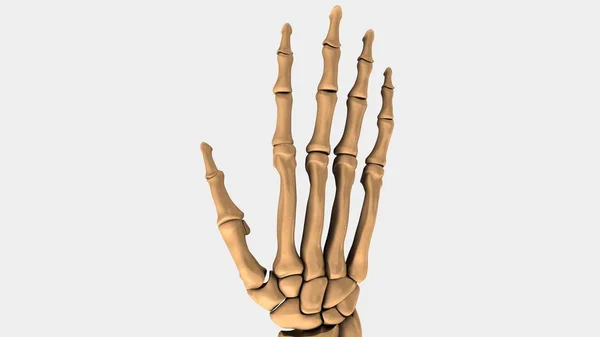 Kości nadgarstka człowieka — Zdjęcie stockowe