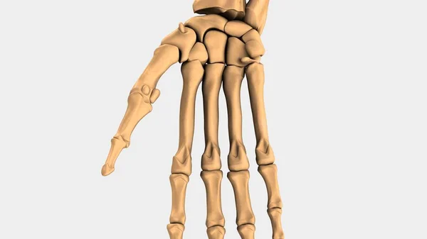 Menselijke pols beenderen — Stockfoto