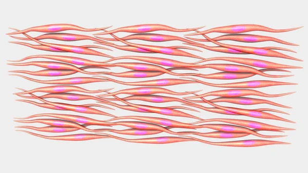 Menselijke spiercellen — Stockfoto
