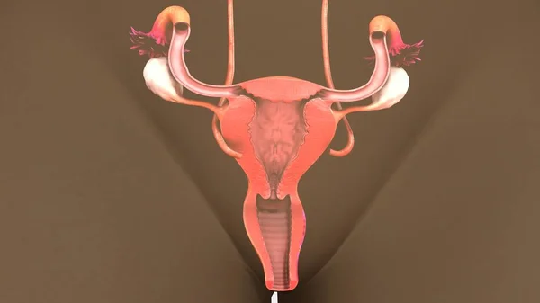 Human Uterus Model — Stock Photo, Image