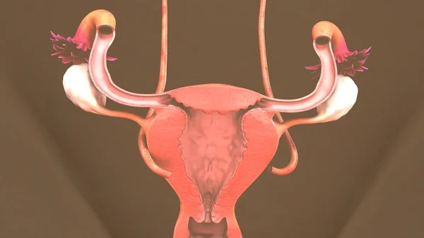 Human Uterus Model — Stock Photo, Image
