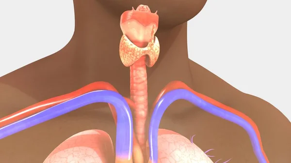 ひと甲状腺 — ストック写真