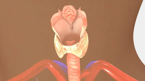 Тиреоидные железы человека — стоковое фото