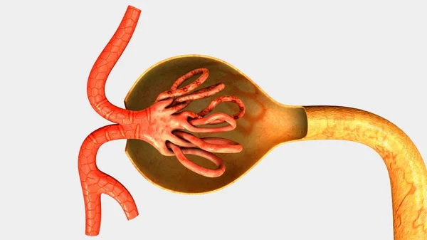 Nephron, part of human kidney — Stock Photo, Image