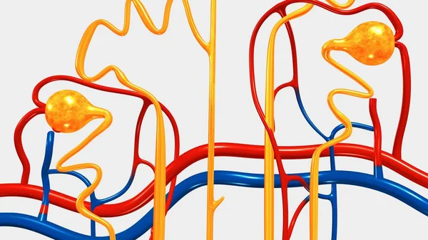 Nephron, part of human kidney — Stock Photo, Image