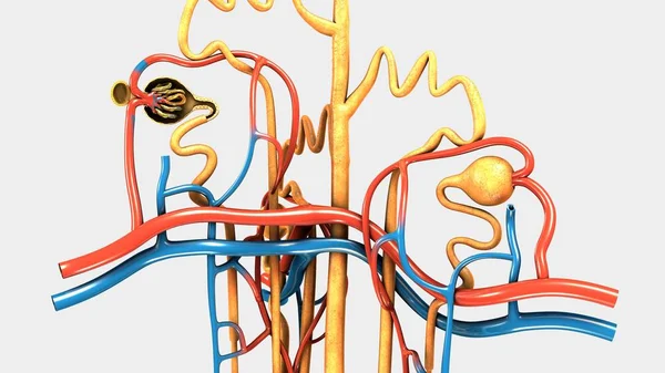 Nephron, 인간의 신장의 일부 — 스톡 사진