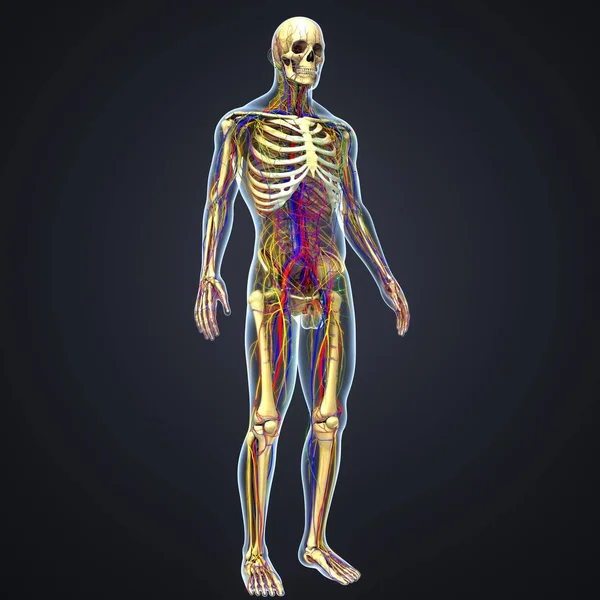 Anatomia humana com esqueleto — Fotografia de Stock