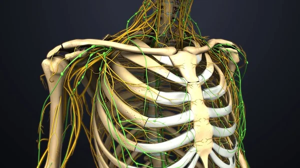 Нерви і лімфатичні вузли — стокове фото