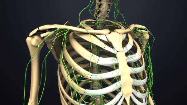 Human Lymph nodes