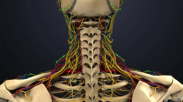 Vertebra cervicale umana — Foto Stock