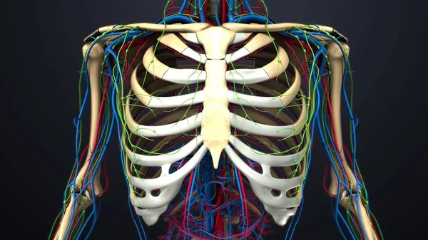 Anatomia da caixa torácica humana — Fotografia de Stock