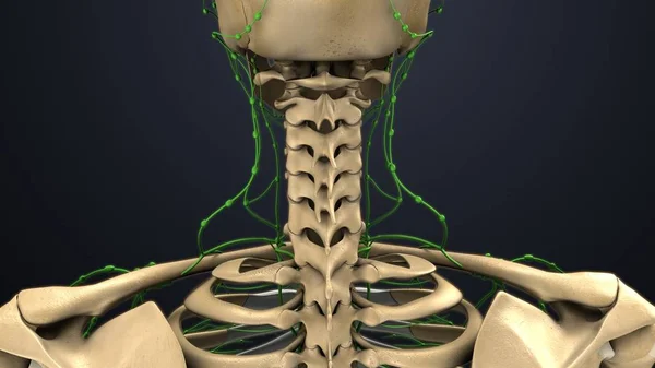 인간 자 궁 경관 척추 — 스톡 사진