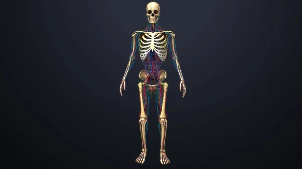 Human skeleton structure