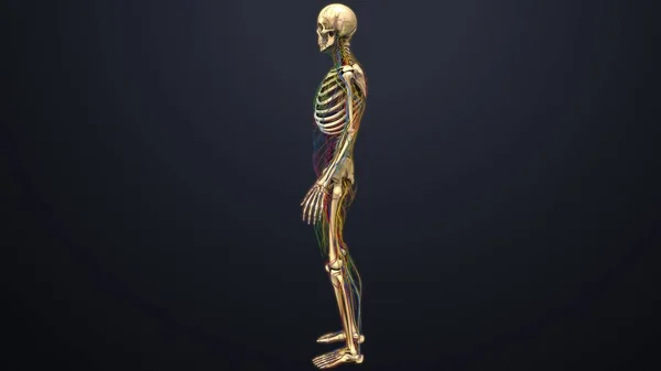 Human skeleton structure — Stock Photo, Image