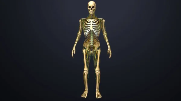 Människans skelett struktur — Stockfoto