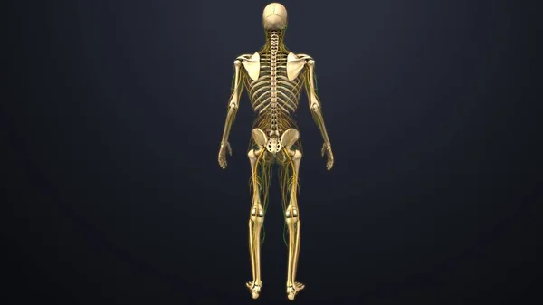 人类的骨架结构 — 图库照片