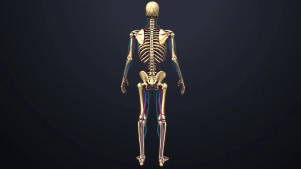 Human skeleton structure