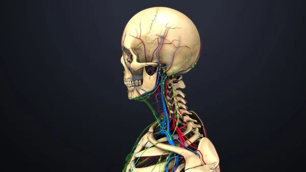 Estructura del esqueleto humano — Foto de Stock