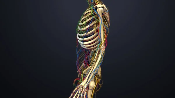 Sinir sistemi ile lenf düğümleri — Stok fotoğraf