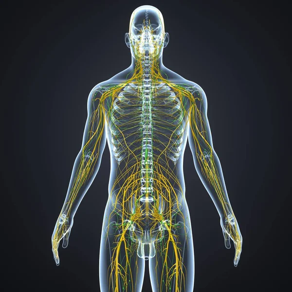 Nervous system with lymph nodes — Stock Photo, Image