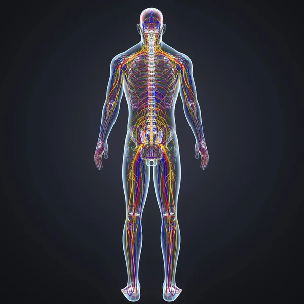 Nervous system with lymph nodes