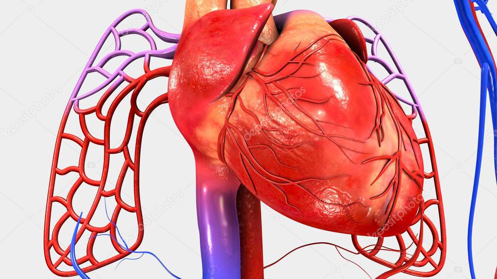 Human heart muscle