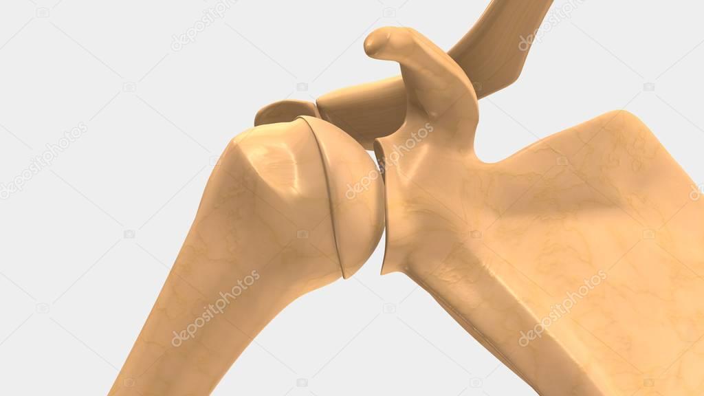 Human synovial joints